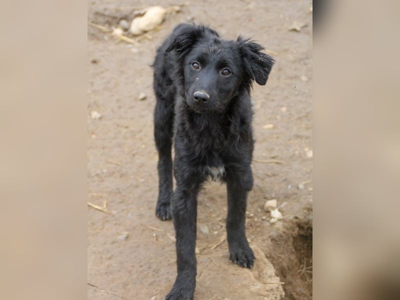Schnuckelige DAYA hat das Potential zum Herzenshund
