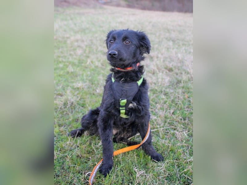 Schnuckelige DAYA hat das Potential zum Herzenshund
