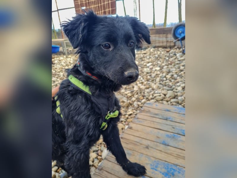 Schnuckelige DAYA hat das Potential zum Herzenshund