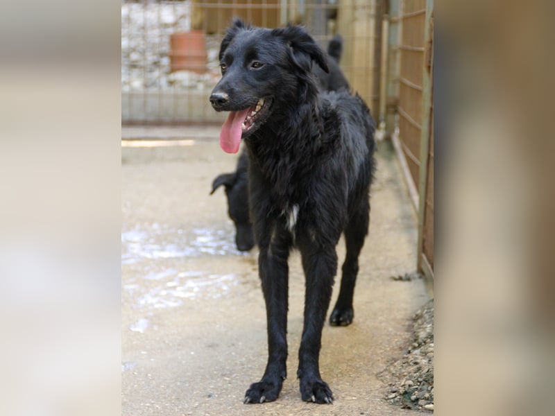 Schnuckelige DAYA hat das Potential zum Herzenshund