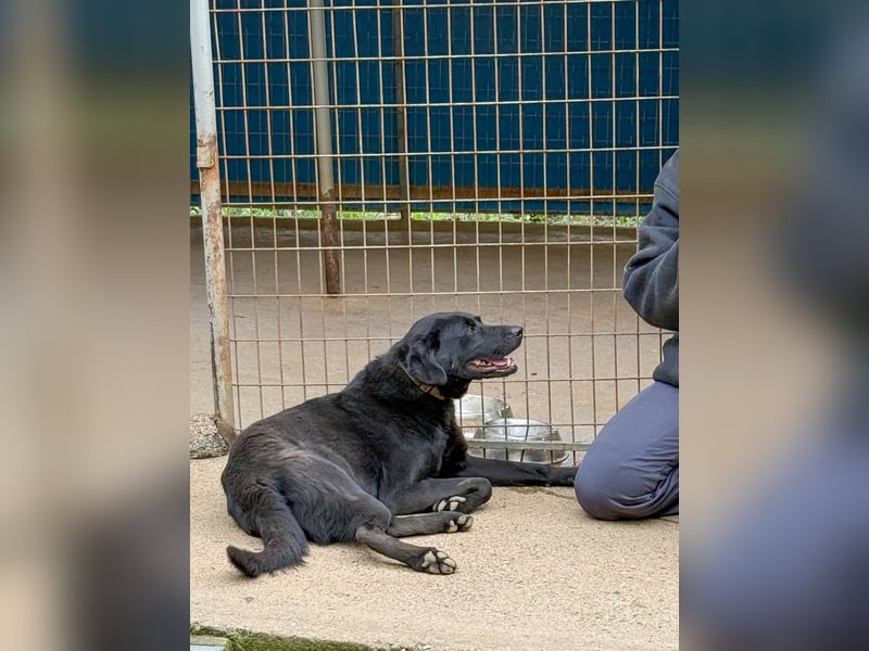 Fröhlicher Sonnenschein SOFIA ist auf Pflegestelle in 90574 Rosstal