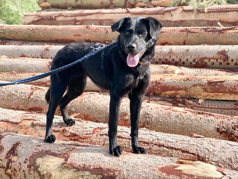 Bezaubernde Hundelady SOFIA ist auf Plegestelle in 90574 Roßtal