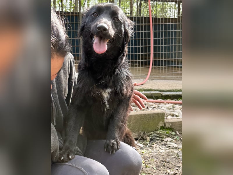 Schnuckelige DAYA hat das Potential zum Herzenshund