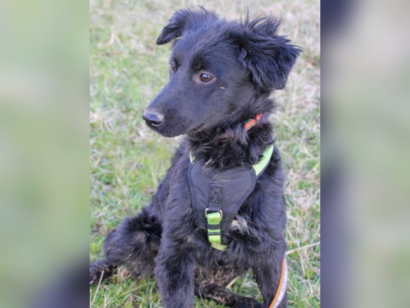 Schnuckelige DAYA hat das Potential zum Herzenshund