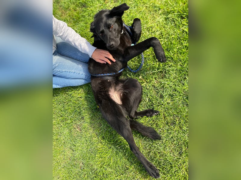 Bezaubernde Hundelady SOFIA ist auf Plegestelle in 90574 Roßtal