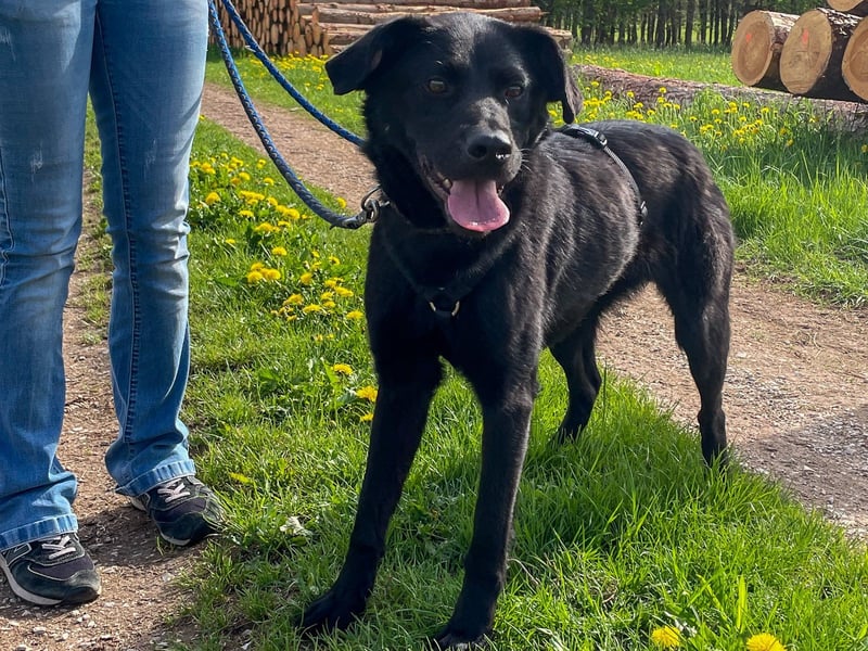 Bezaubernde Hundelady SOFIA ist auf Plegestelle in 90574 Roßtal