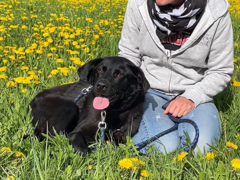 Bezaubernde Hundelady SOFIA ist auf Plegestelle in 90574 Roßtal