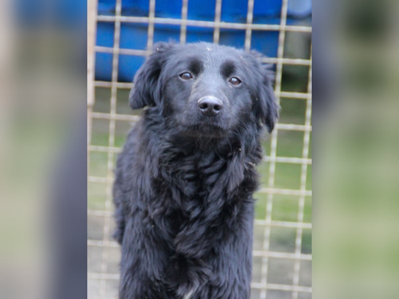 Schnuckelige DAYA hat das Potential zum Herzenshund