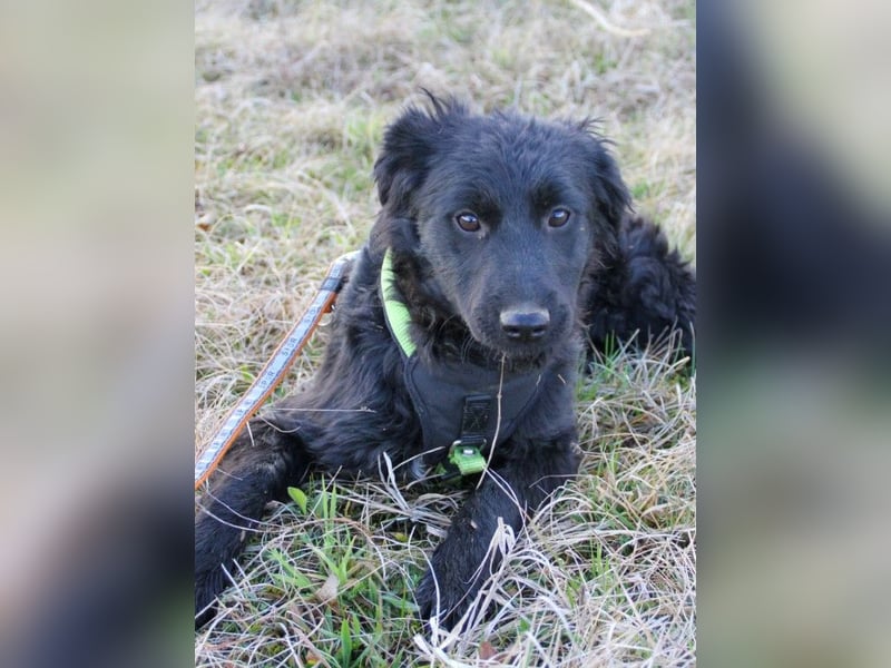 Schnuckelige DAYA hat das Potential zum Herzenshund