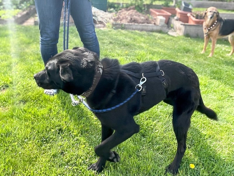 Bezaubernde Hundelady SOFIA ist auf Plegestelle in 90574 Roßtal