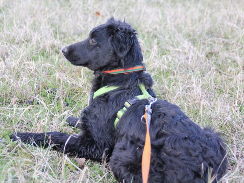 Schnuckelige DAYA hat das Potential zum Herzenshund