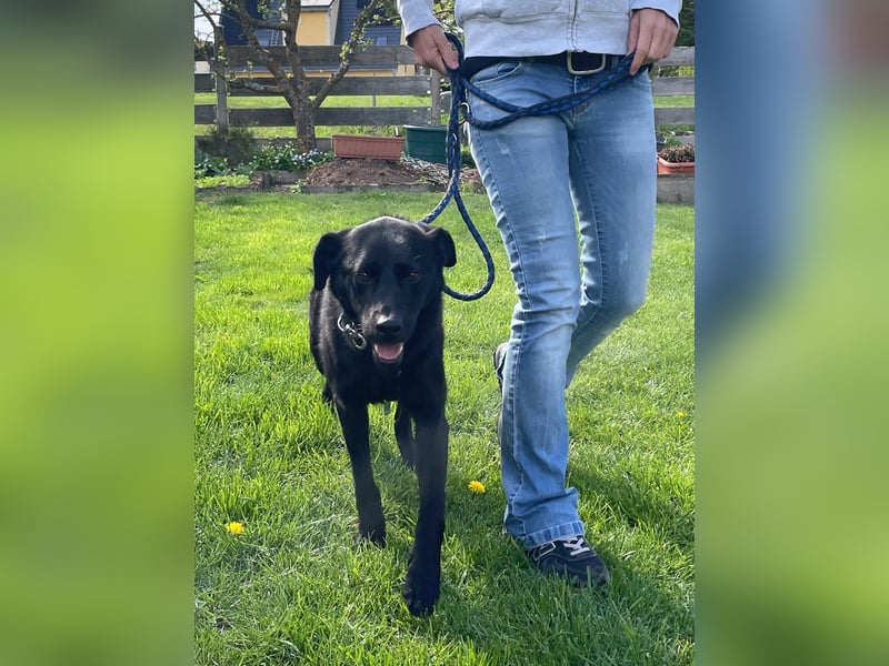 Bezaubernde Hundelady SOFIA ist auf Plegestelle in 90574 Roßtal