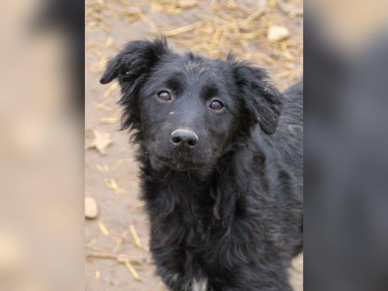 Schnuckelige DAYA hat das Potential zum Herzenshund