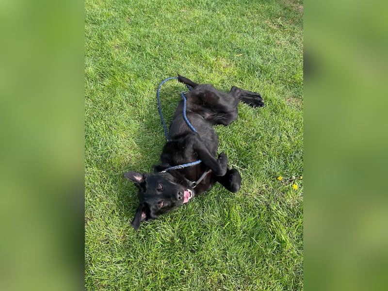 Bezaubernde Hundelady SOFIA ist auf Plegestelle in 90574 Roßtal