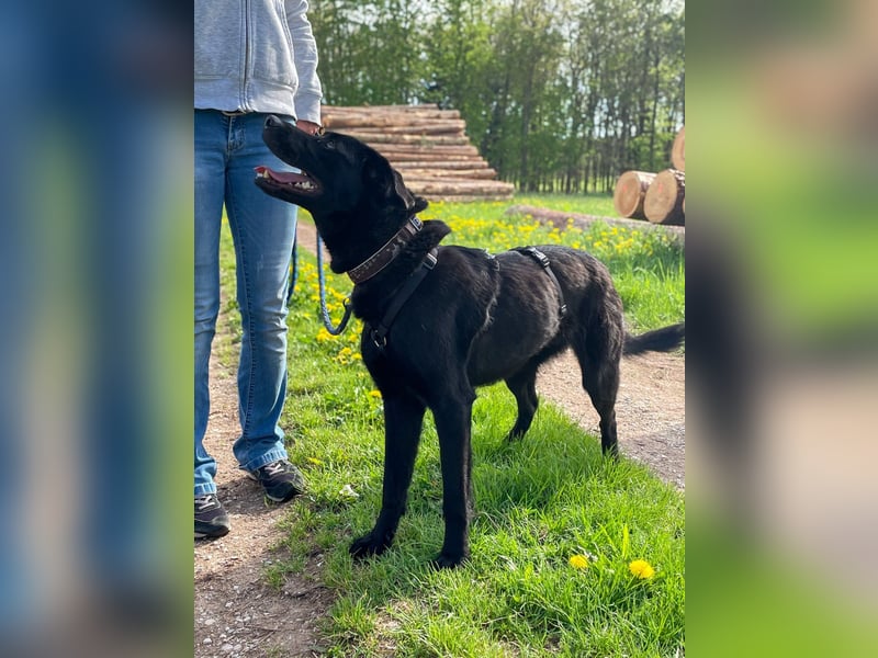 Bezaubernde Hundelady SOFIA ist auf Plegestelle in 90574 Roßtal