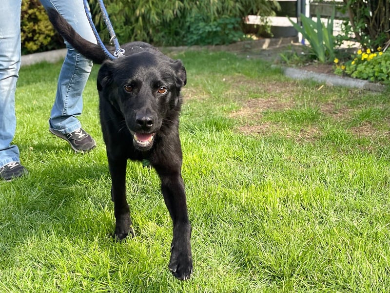 Bezaubernde Hundelady SOFIA ist auf Plegestelle in 90574 Roßtal