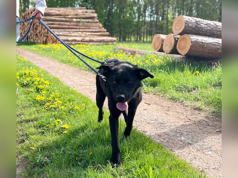 Bezaubernde Hundelady SOFIA ist auf Plegestelle in 90574 Roßtal
