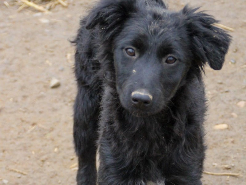 Schnuckelige DAYA hat das Potential zum Herzenshund