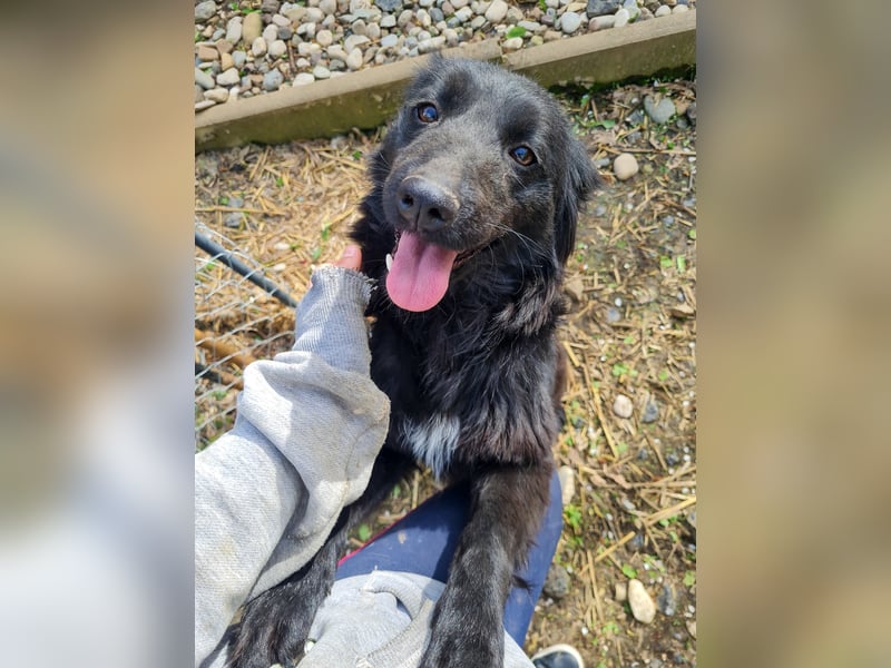 Schnuckelige DAYA hat das Potential zum Herzenshund