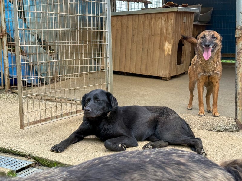 Fröhlicher Sonnenschein SOFIA ist auf Pflegestelle in 90574 Rosstal