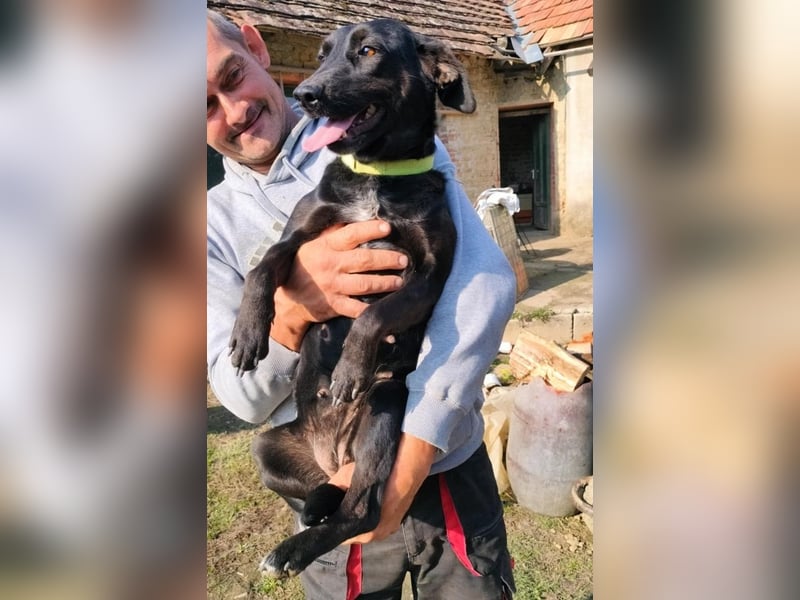 Lujzi sucht ein Zuhause