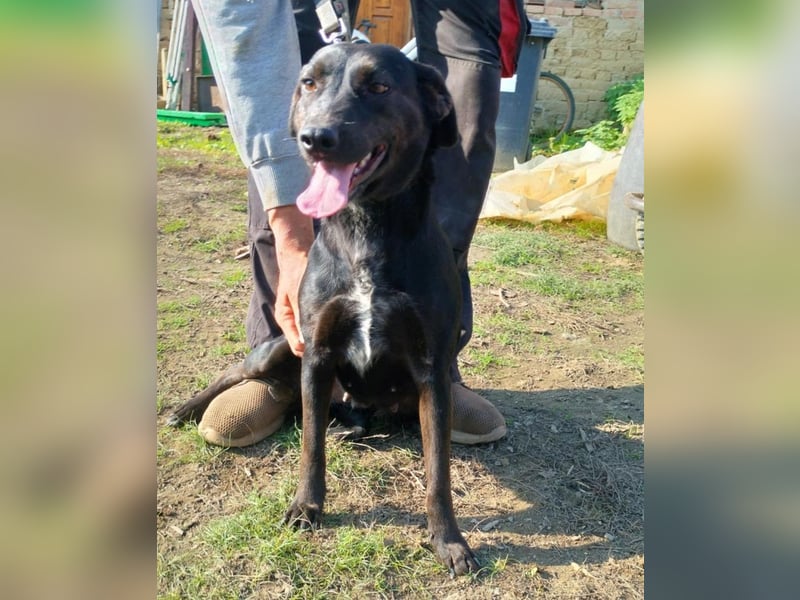 Lujzi sucht ein Zuhause