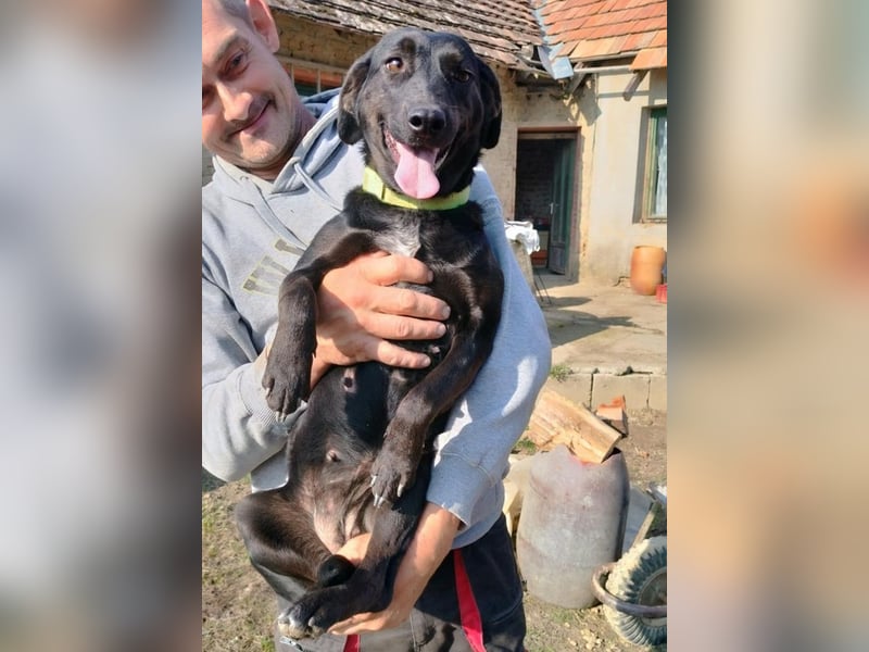 Lujzi sucht ein Zuhause
