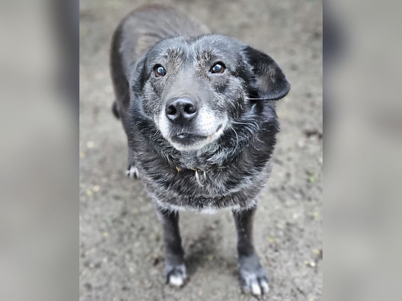 Dolly - freundliche, soziale und ruhige Seniorin / z.Zt. noch in Rumänien