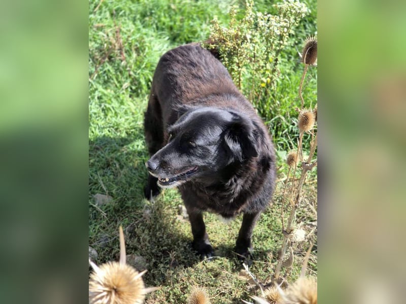 Belle(1) - ausgeglichene, soziale, ruhige, katzenverträgliche Seniorin / z.Zt. noch in Rumänien