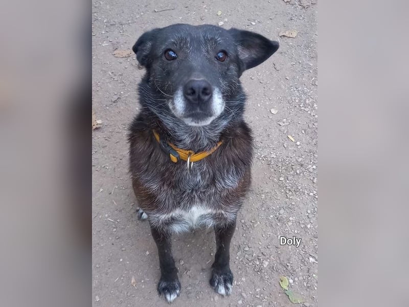 Dolly - freundliche, soziale und ruhige Seniorin / z.Zt. noch in Rumänien