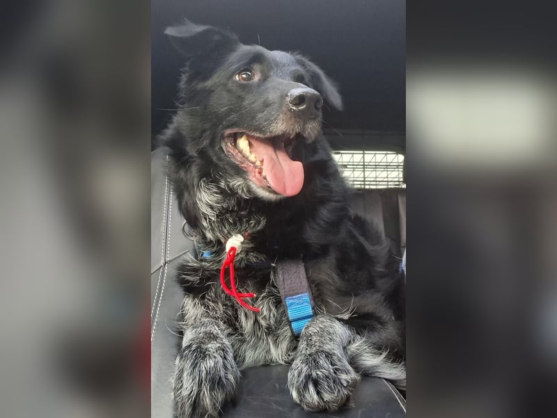 Tessie - verträgliche, liebe Border Collie / Australian Shepherd Mix Hündin / in Aach