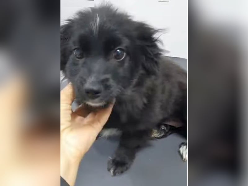 Coco - schüchterne, zurückhaltende kleine Hündin / Pflegestelle in Plettenberg