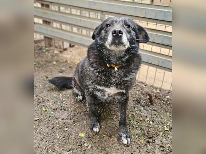 Dolly - freundliche, soziale und ruhige Seniorin / z.Zt. noch in Rumänien