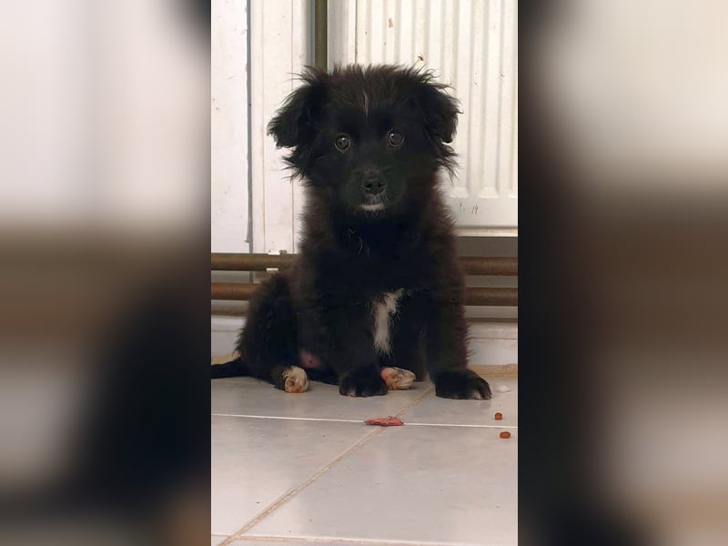 Coco - schüchterne, zurückhaltende kleine Hündin / Pflegestelle in Plettenberg