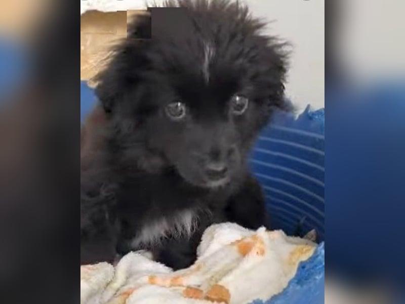 Coco - schüchterne, zurückhaltende kleine Hündin / Pflegestelle in Plettenberg