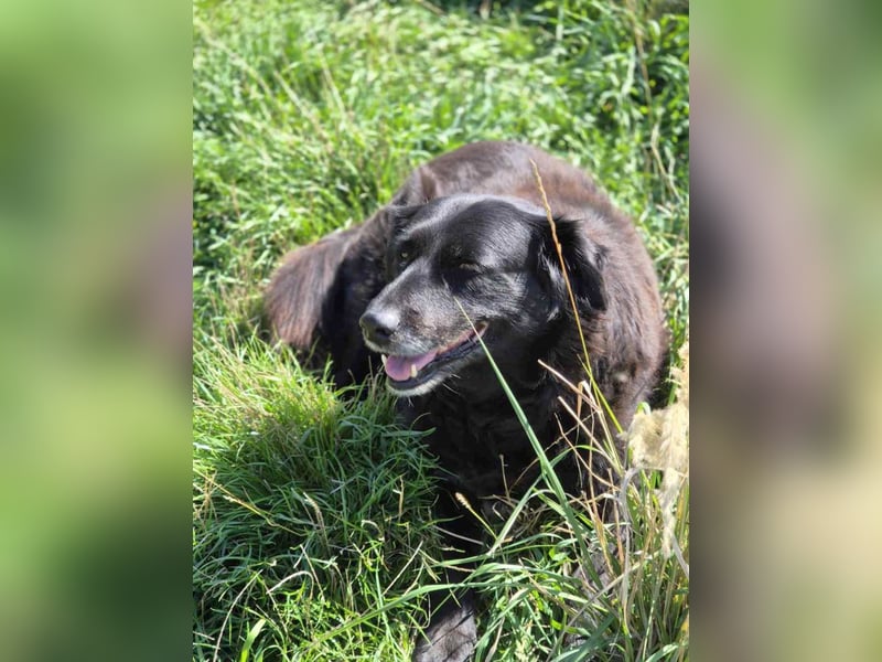 Belle(1) - ausgeglichene, soziale, ruhige, katzenverträgliche Seniorin / z.Zt. noch in Rumänien