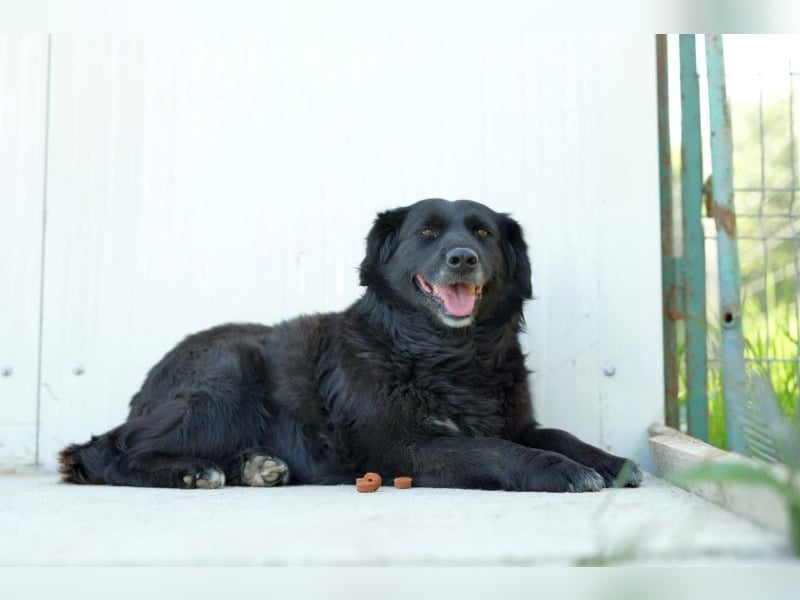 Belle(1) - ausgeglichene, soziale, ruhige, katzenverträgliche Seniorin / z.Zt. noch in Rumänien