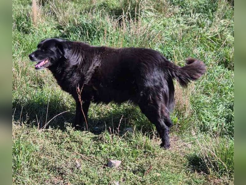 Belle(1) - ausgeglichene, soziale, ruhige, katzenverträgliche Seniorin / z.Zt. noch in Rumänien
