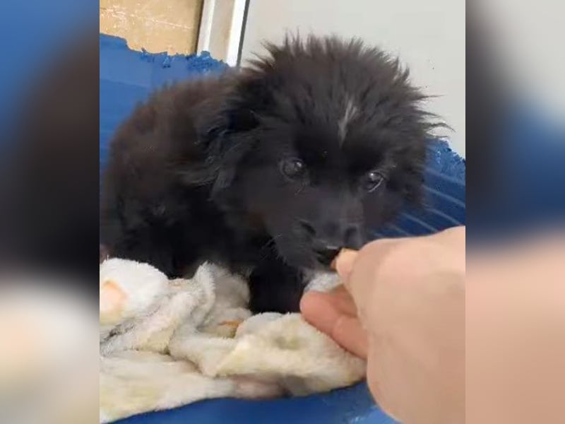 Coco - schüchterne, zurückhaltende kleine Hündin / Pflegestelle in Plettenberg