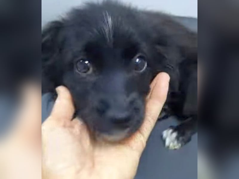 Coco - schüchterne, zurückhaltende kleine Hündin / Pflegestelle in Plettenberg