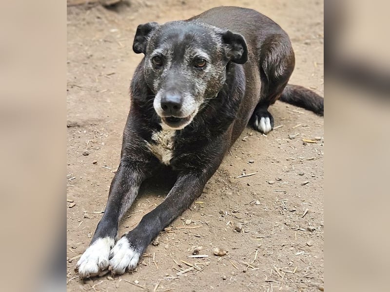Blackie - zurückhaltende und schüchterne Seniorin / z.Zt. noch in Rumänien
