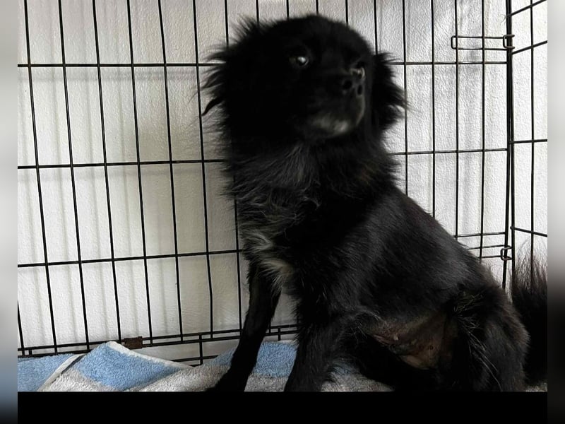 Kleine Ebony wünscht sich ein Zuhause