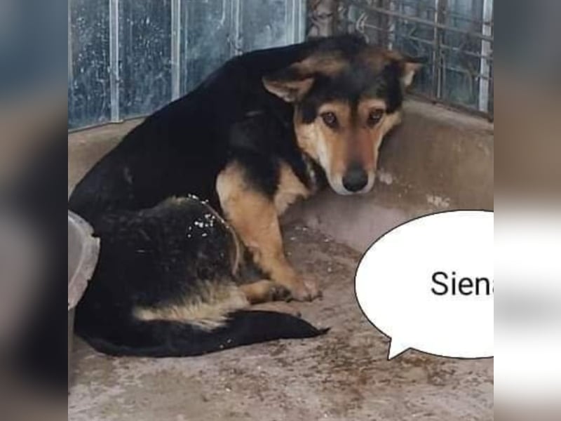 Sienna wartet schon so lange
