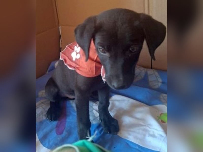 Eroica - Mini-Hundemädchen  sucht Familie