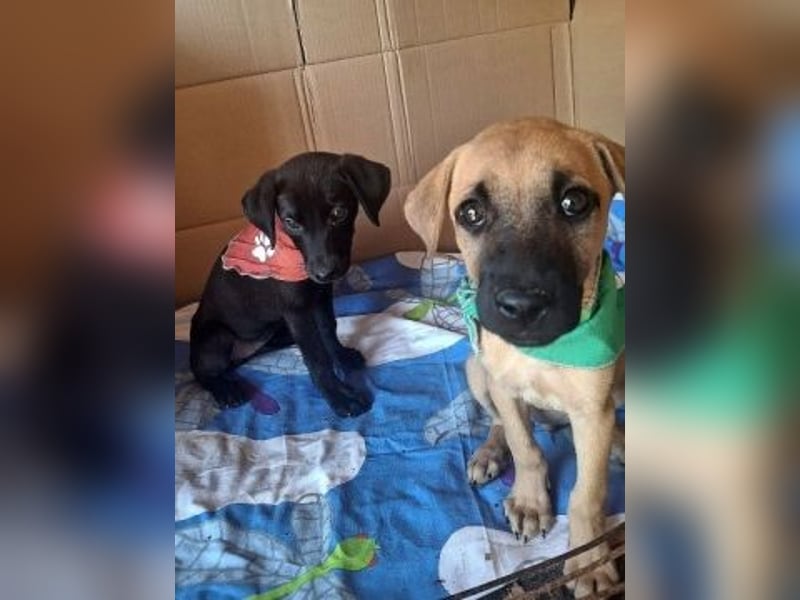Eroica - Mini-Hundemädchen  sucht Familie