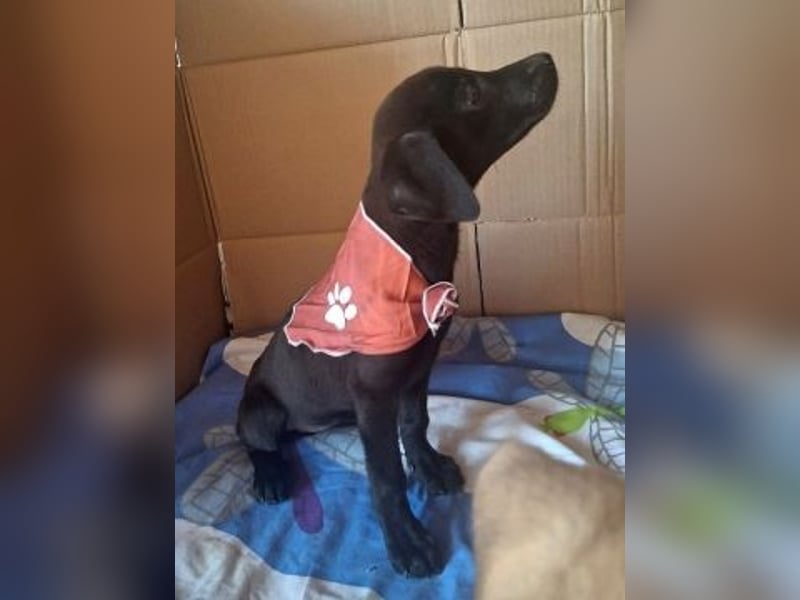 Eroica - Mini-Hundemädchen  sucht Familie