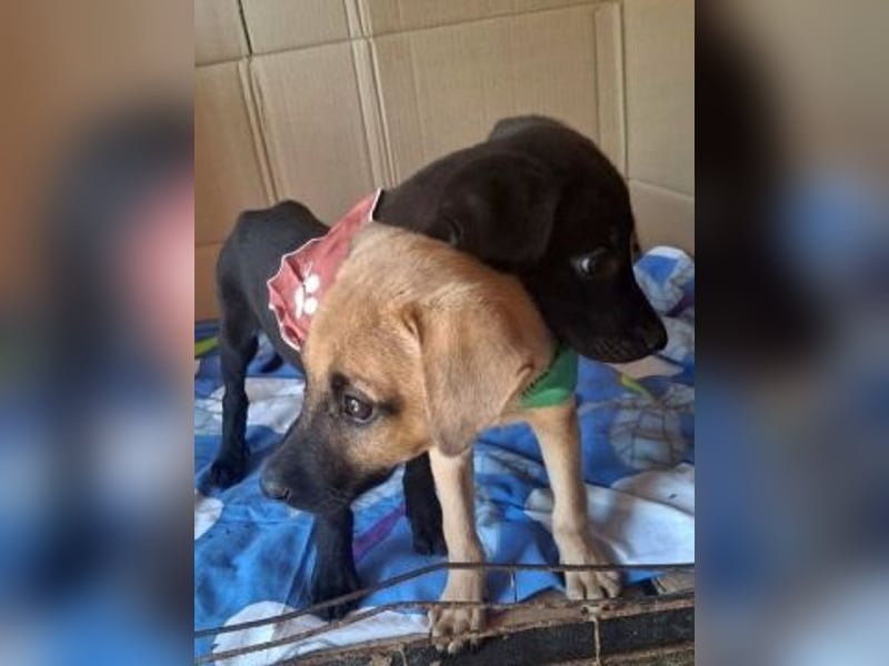 Eroica - Mini-Hundemädchen  sucht Familie