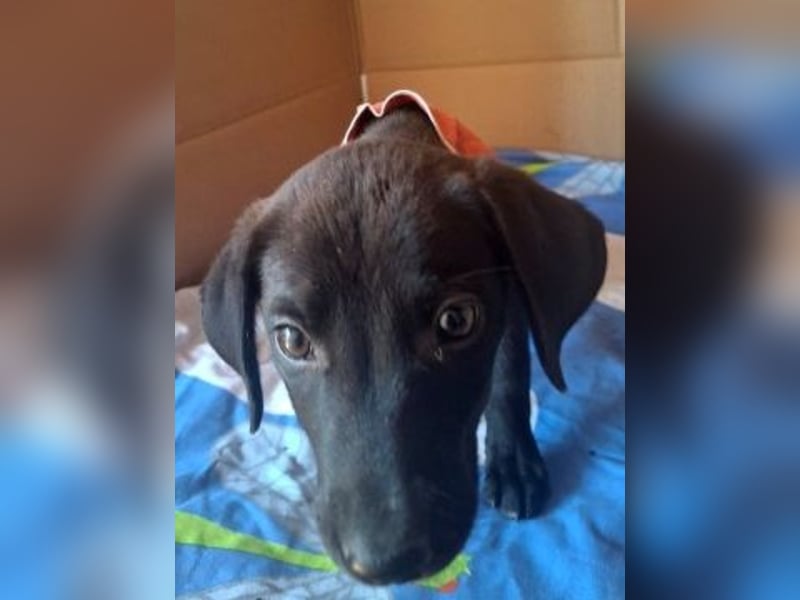 Eroica - Mini-Hundemädchen  sucht Familie