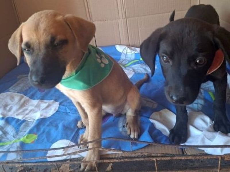 Eroica - Mini-Hundemädchen  sucht Familie