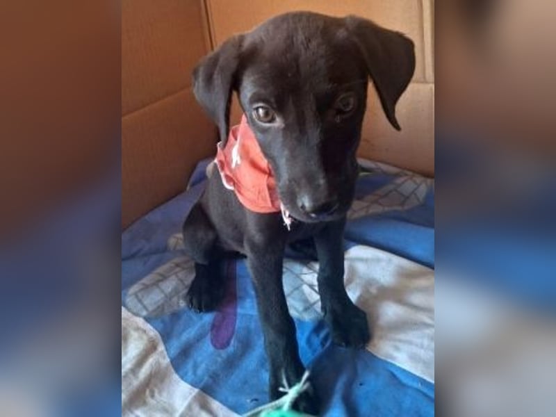 Eroica - Mini-Hundemädchen  sucht Familie